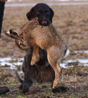 Ronja apporterar haren 2009